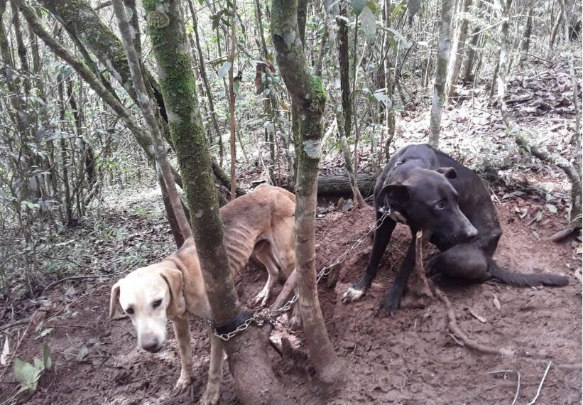 Crueldade: cães ficam quase uma semana acorrentados em árvore sem água e comida