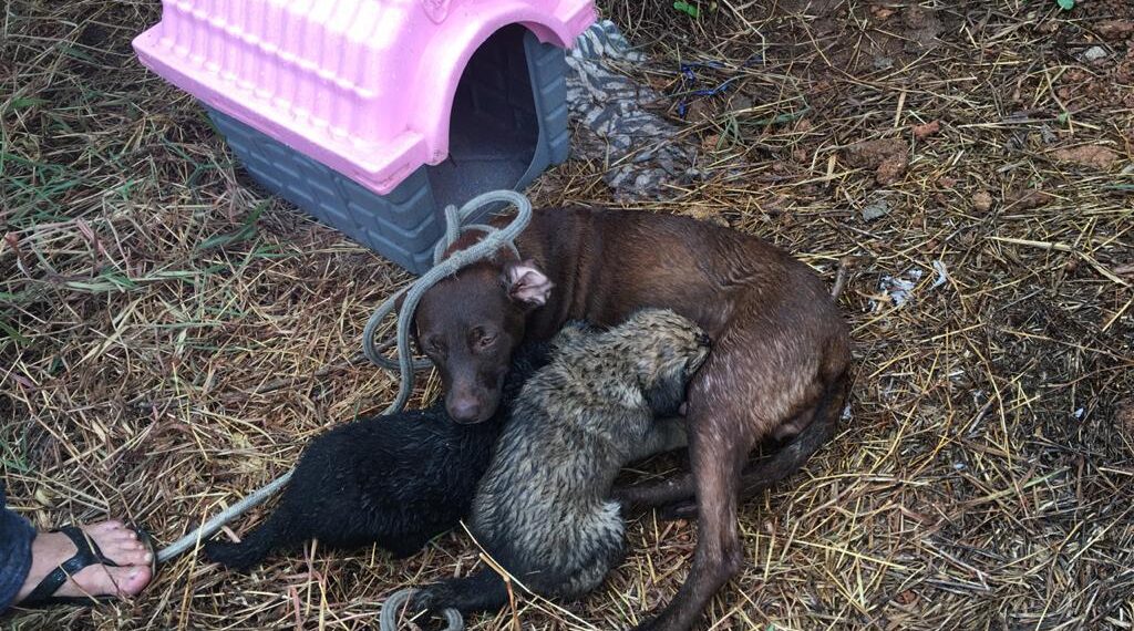 Filhotes de cachorro são resgatados após caírem em uma vala de 4 metros