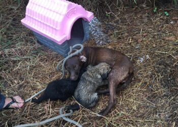 Filhotes de cachorro são resgatados após caírem em uma vala de 4 metros