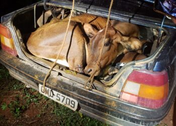 Boi e bezerro são furtados e levados dentro de um carro, em Campestre