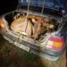 Boi e bezerro são furtados e levados dentro de um carro, em Campestre