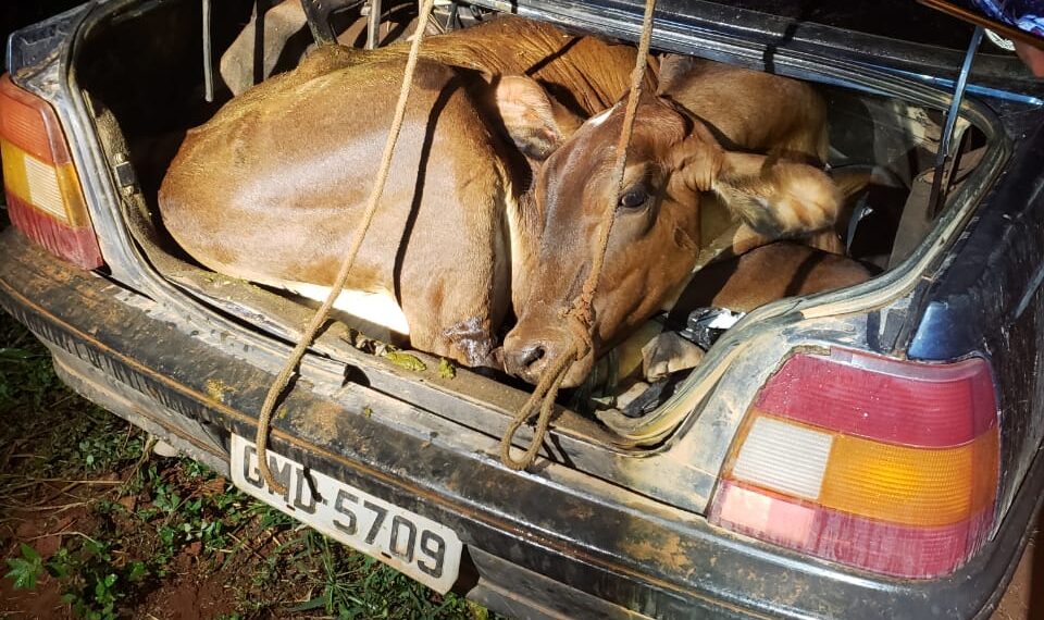 Boi e bezerro são furtados e levados dentro de um carro, em Campestre
