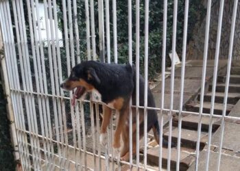Bombeiros salvam animal preso em portão no Jardim dos Estados