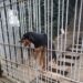 Bombeiros salvam animal preso em portão no Jardim dos Estados