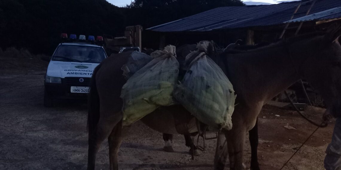Guarda Municipal apreende milhos furtados em Poços de Caldas
