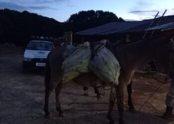 Guarda Municipal apreende milhos furtados em Poços de Caldas