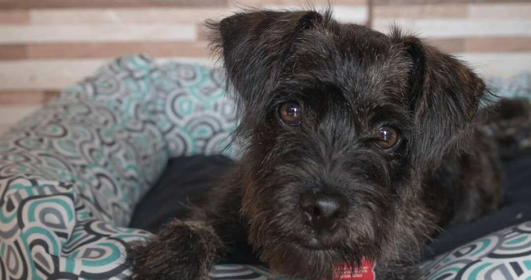 Cadastro para castração fica suspenso até 31 de março