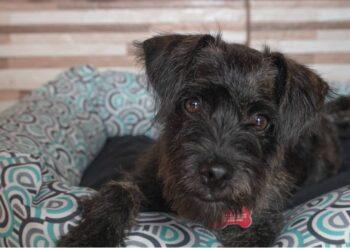 Cadastro para castração fica suspenso até 31 de março