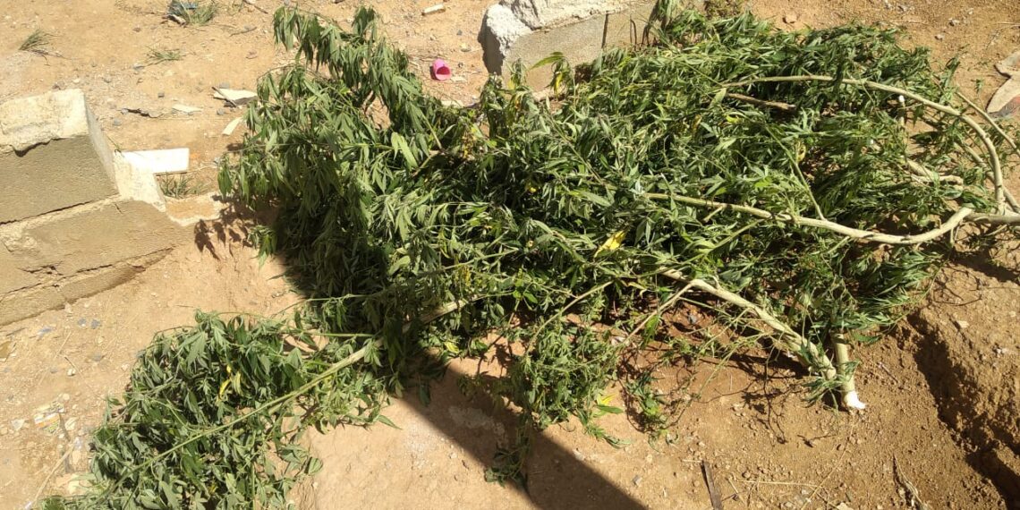 Dupla é presa e pé de maconha apreendido em Poços de Caldas