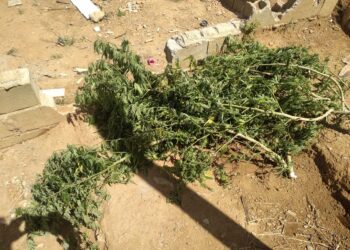 Dupla é presa e pé de maconha apreendido em Poços de Caldas