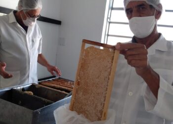 Associação de Apicultores inicia processamento de mel em sede própria