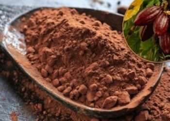 DIA DO CACAU | Nutricionista fala sobre os benefícios do fruto