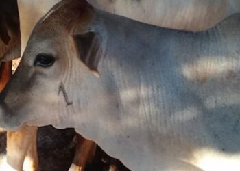 IMA alerta para a vacinação contra a brucelose no estado