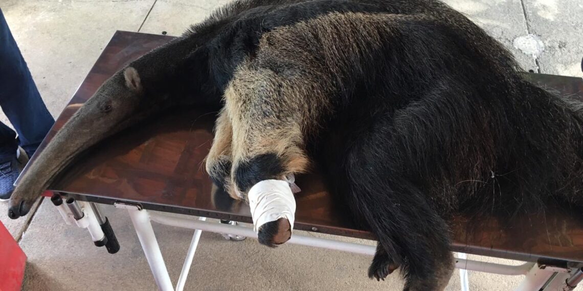 Tamanduá é resgatado pelo Corpo de Bombeiros em Cabo Verde