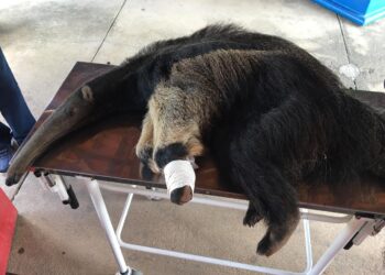 Tamanduá é resgatado pelo Corpo de Bombeiros em Cabo Verde