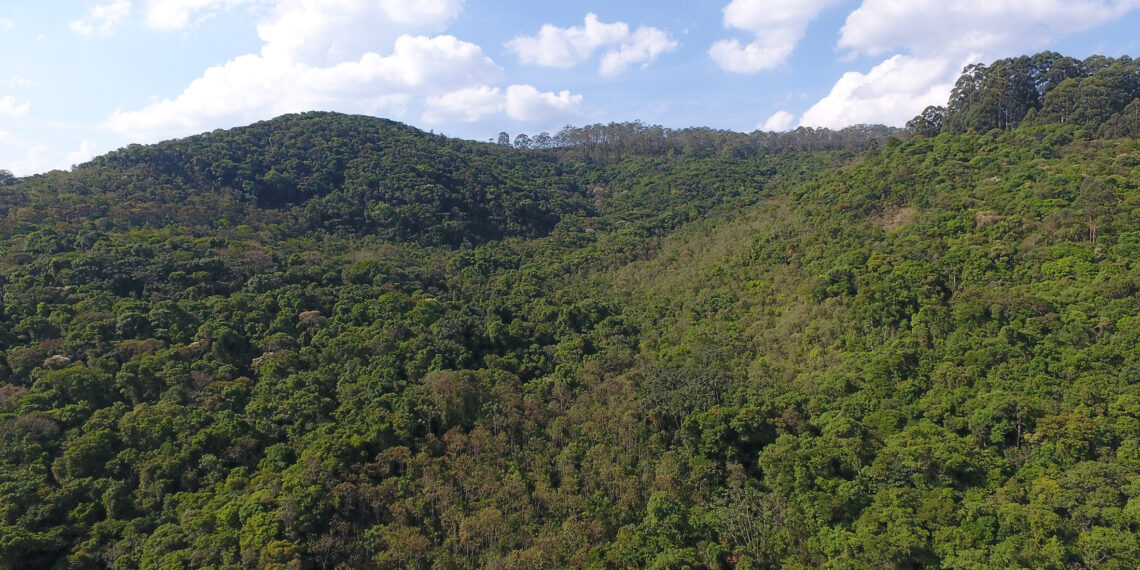 Alcoa Poços de Caldas reabilita 24 hectares de áreas mineradas em 2020