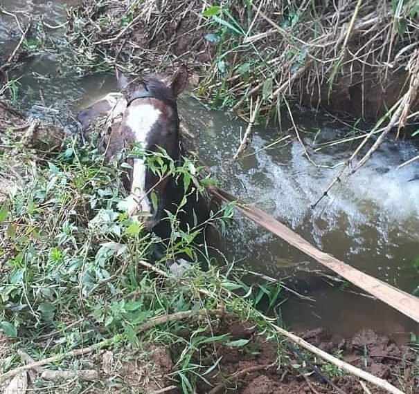 Bombeiros resgatam cavalo atolado em córrego em Guaxupé