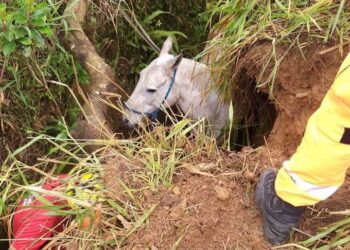 Bombeiros resgatam cavalo em vala em Poços de Caldas