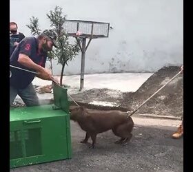 Com ajuda de criança, Grupamento Ambiental salva capivara presa em galeria pluvial