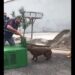 Com ajuda de criança, Grupamento Ambiental salva capivara presa em galeria pluvial