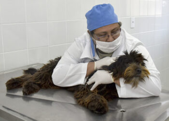 Cadastro para castração animal retorna na próxima semana