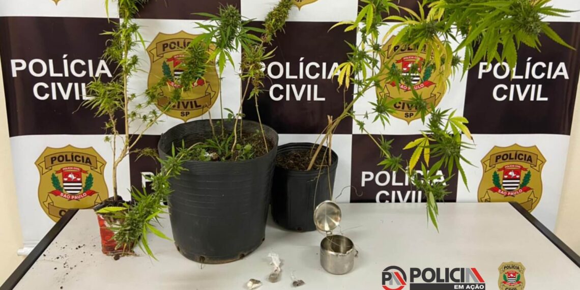 SÃO JOSÉ DO RIO PARDO | Policia Civil apreende pés de maconha