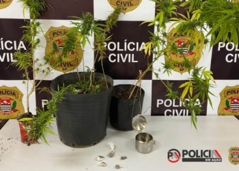 SÃO JOSÉ DO RIO PARDO | Policia Civil apreende pés de maconha