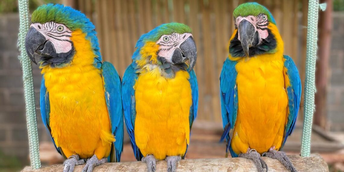 POÇOS DE CALDAS | Zoo das Aves terá entrada gratuita para quem doar alimentos não perecíveis no próximo fim de semana