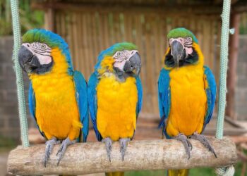 POÇOS DE CALDAS | Zoo das Aves terá entrada gratuita para quem doar alimentos não perecíveis no próximo fim de semana