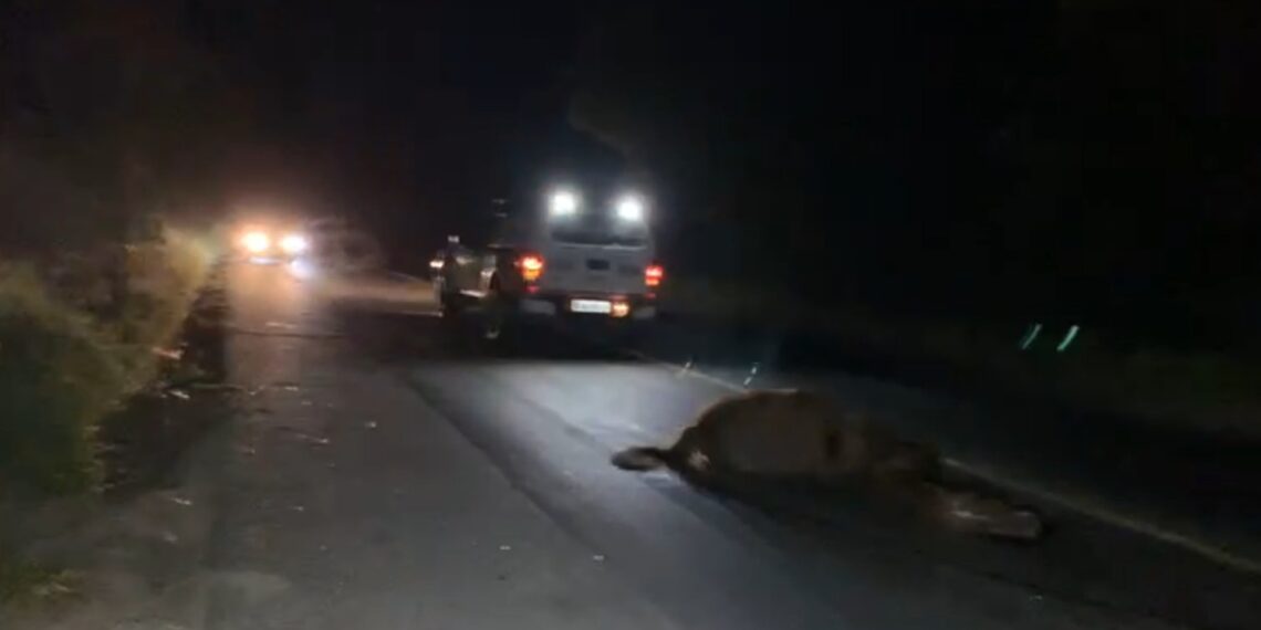 POÇOS DE CALDAS | Cavalo morre após ser atropelado na Rodovia do Contorno