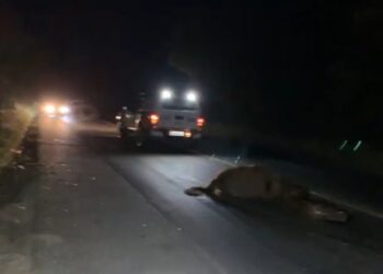 POÇOS DE CALDAS | Cavalo morre após ser atropelado na Rodovia do Contorno