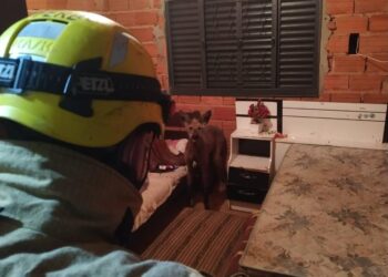 ANDRADAS | Bombeiros capturam lobo-guará dentro de residência
