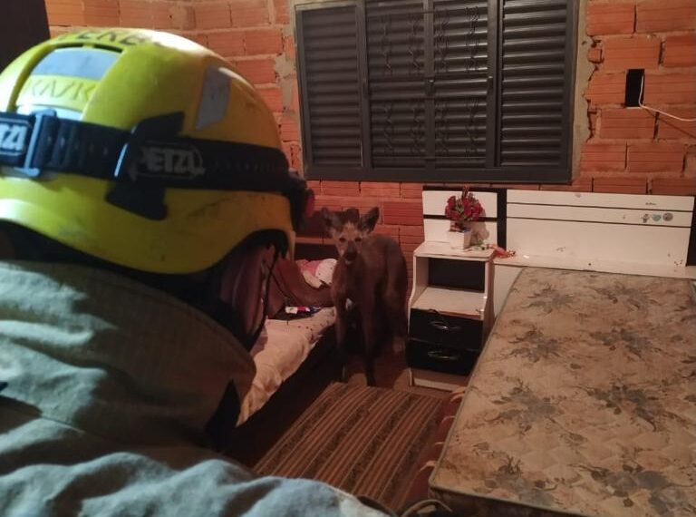 ANDRADAS | Bombeiros capturam lobo-guará dentro de residência