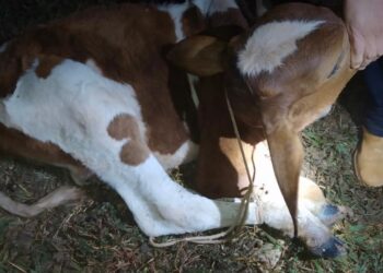 MUZAMBINHO| Homem é flagrado furtando gado e acaba preso