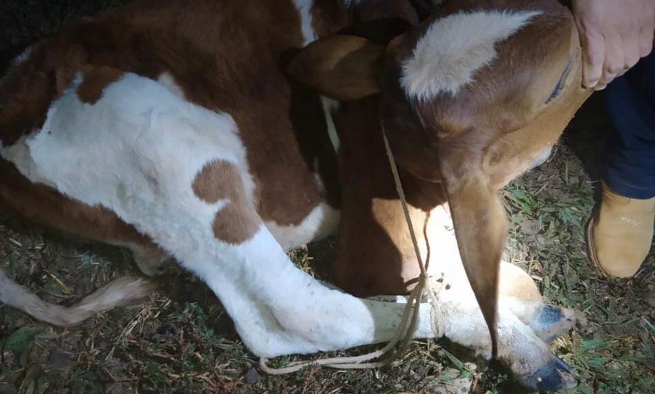 MUZAMBINHO| Homem é flagrado furtando gado e acaba preso