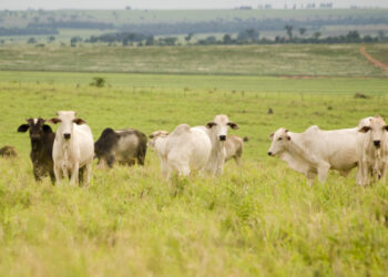 POÇOS DE CALDAS | Vacinação contra febre aftosa começa na segunda