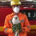 POÇOS DE CALDAS | Gavião é resgatado pelo Corpo de Bombeiros