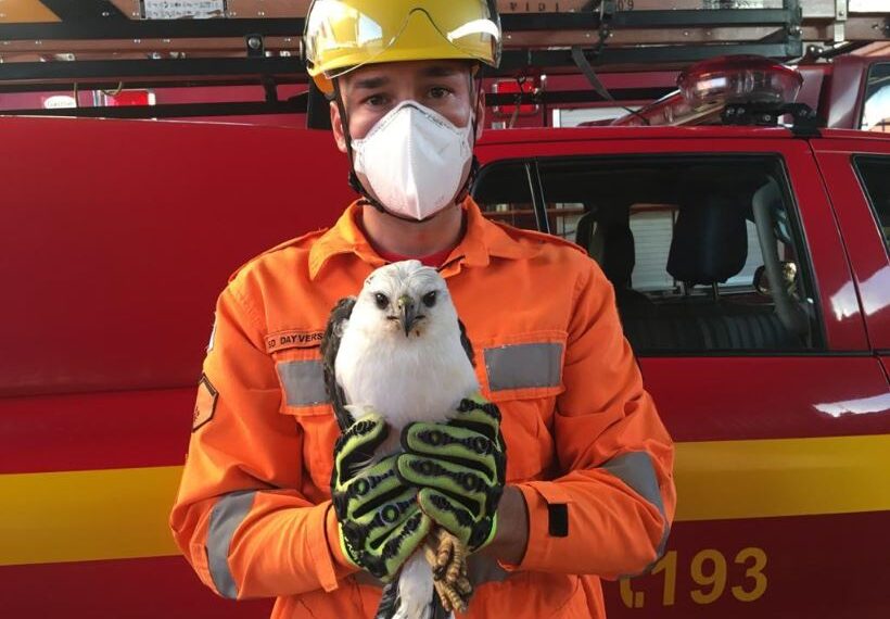 POÇOS DE CALDAS | Gavião é resgatado pelo Corpo de Bombeiros