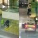 POÇOS DE CALDAS | GCM faz homem recolher lixo espalhado de lixeiras da área central