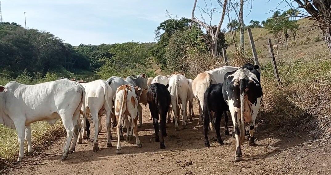 ESPÍRITO SANTO DO PINHAL | Polícia Civil recupera gado furtado e apreende arma e drogas