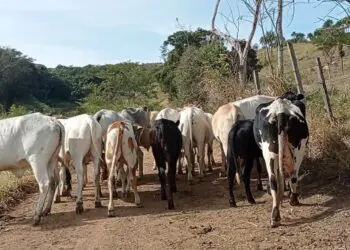 ESPÍRITO SANTO DO PINHAL | Polícia Civil recupera gado furtado e apreende arma e drogas