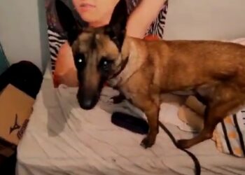 POÇOS DE CALDAS | Cão farejador ajuda polícia encontrar maconha e crack