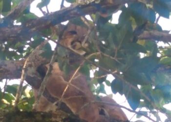 SANTANA DE CALDAS |Onça-parda é flagrada em cima de árvore