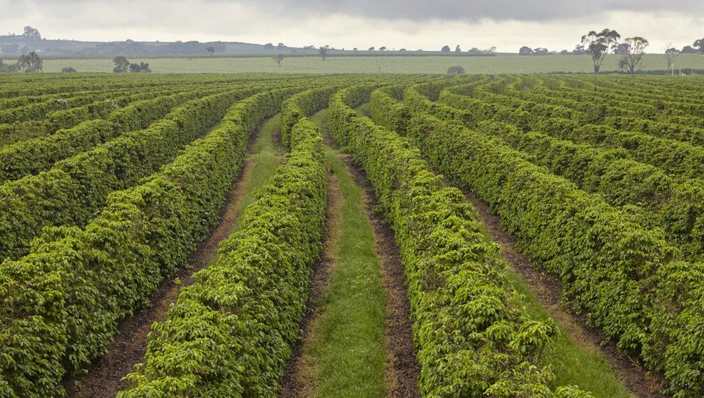 POÇOS DE CALDAS | 46 produtores rurais estão com pendências na Declaração de Imposto de Renda