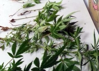 SÃO JOSÉ DO RIO PARDO | Polícia apreende pés de maconha e jovem diz que são de antigo morador