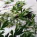 SÃO JOSÉ DO RIO PARDO | Polícia apreende pés de maconha e jovem diz que são de antigo morador