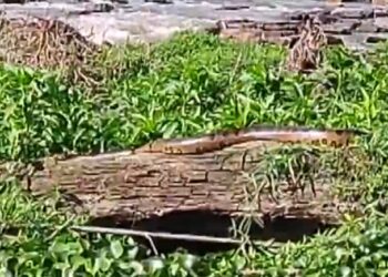 CACHOEIRA DE EMAS | Sucuri é flagrada descansando em pedra