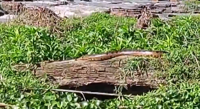 CACHOEIRA DE EMAS | Sucuri é flagrada descansando em pedra