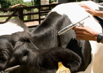 POÇOS DE CALDAS |  Vacinação contra febre aftosa atinge 100% dos bovinos