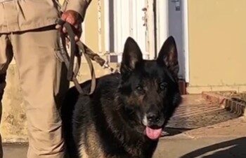 POÇOS DE CALDAS | Cão de faro Tank se “aposenta”